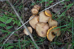 Phylloporus bellus