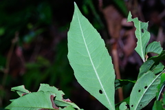 Ardisia cornudentata stenosepala