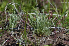 Hesperevax caulescens