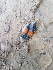 Dilochrosis balteata