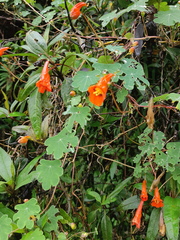 Tropaeolum tuberosum