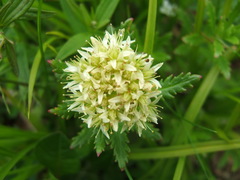 Rhodiola stephanii