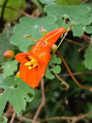 Tropaeolum tuberosum