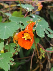 Tropaeolum tuberosum