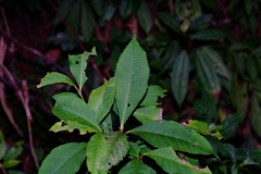 Ardisia cornudentata stenosepala
