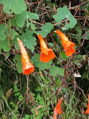 Tropaeolum tuberosum