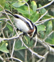 Batis molitor molitor