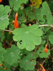 Tropaeolum tuberosum