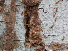 Nasutitermes corniger