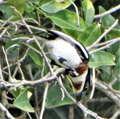 Batis molitor molitor