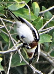 Batis molitor molitor