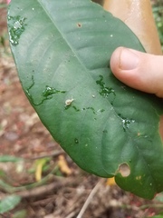 Coneuplecta