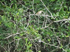 Batis molitor molitor