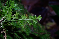 Selaginella involvens