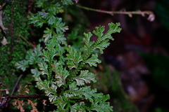 Selaginella involvens