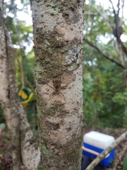 Pseudotrigonidium australis