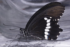 Papilio polytes