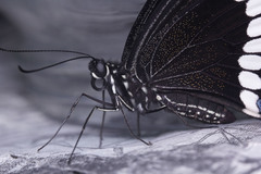 Papilio polytes