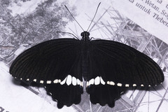 Papilio polytes