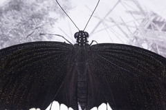 Papilio polytes
