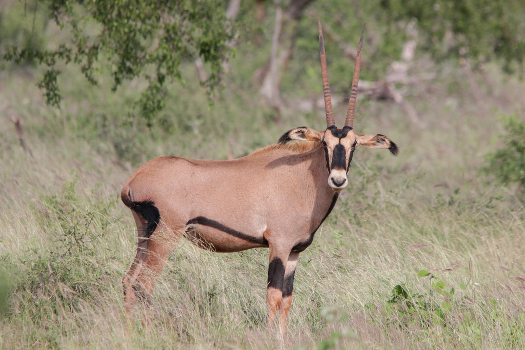 East African Oryx Megafauna Parks W Palearctic · Inaturalist 9797