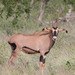Oryx beisa - Photo (c) Peter Steward, osa oikeuksista pidätetään (CC BY-NC)