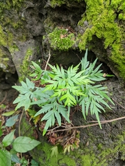 Doryopteris decipiens