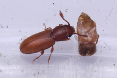 Coleoptera