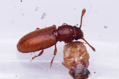 Coleoptera