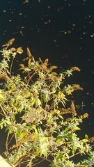 Buddleja davidii