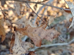 Quercus georgiana