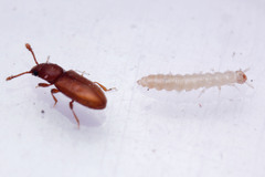 Coleoptera