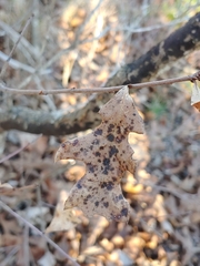 Quercus georgiana