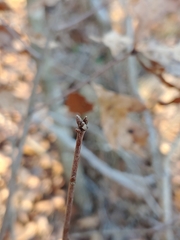 Quercus georgiana