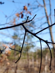 Quercus georgiana