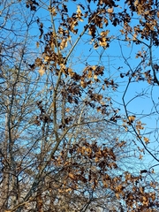 Quercus georgiana