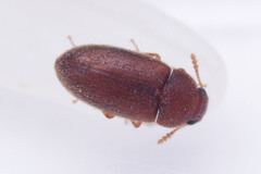Coleoptera