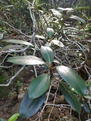 Ficus obliqua
