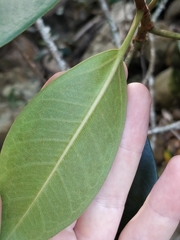 Ficus obliqua