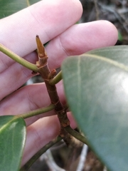 Ficus obliqua