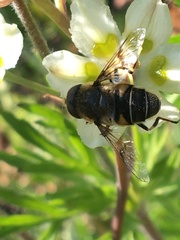 Eristalis rupium