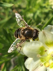 Eristalis rupium