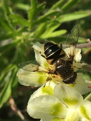 Eristalis rupium
