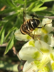 Eristalis rupium