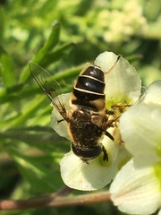 Eristalis rupium