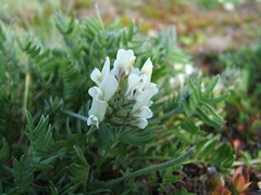 Oxytropis evenorum