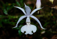 Calanthe arisanensis