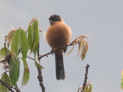 Heterophasia capistrata