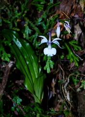 Calanthe arisanensis
