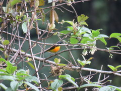 Aethopyga nipalensis